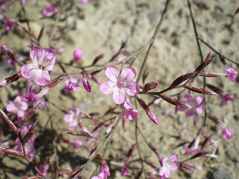 File:Limonium insigne (flor).jpg