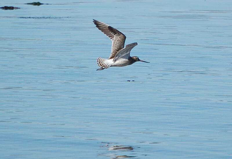 File:Limosa lapponica no.JPG