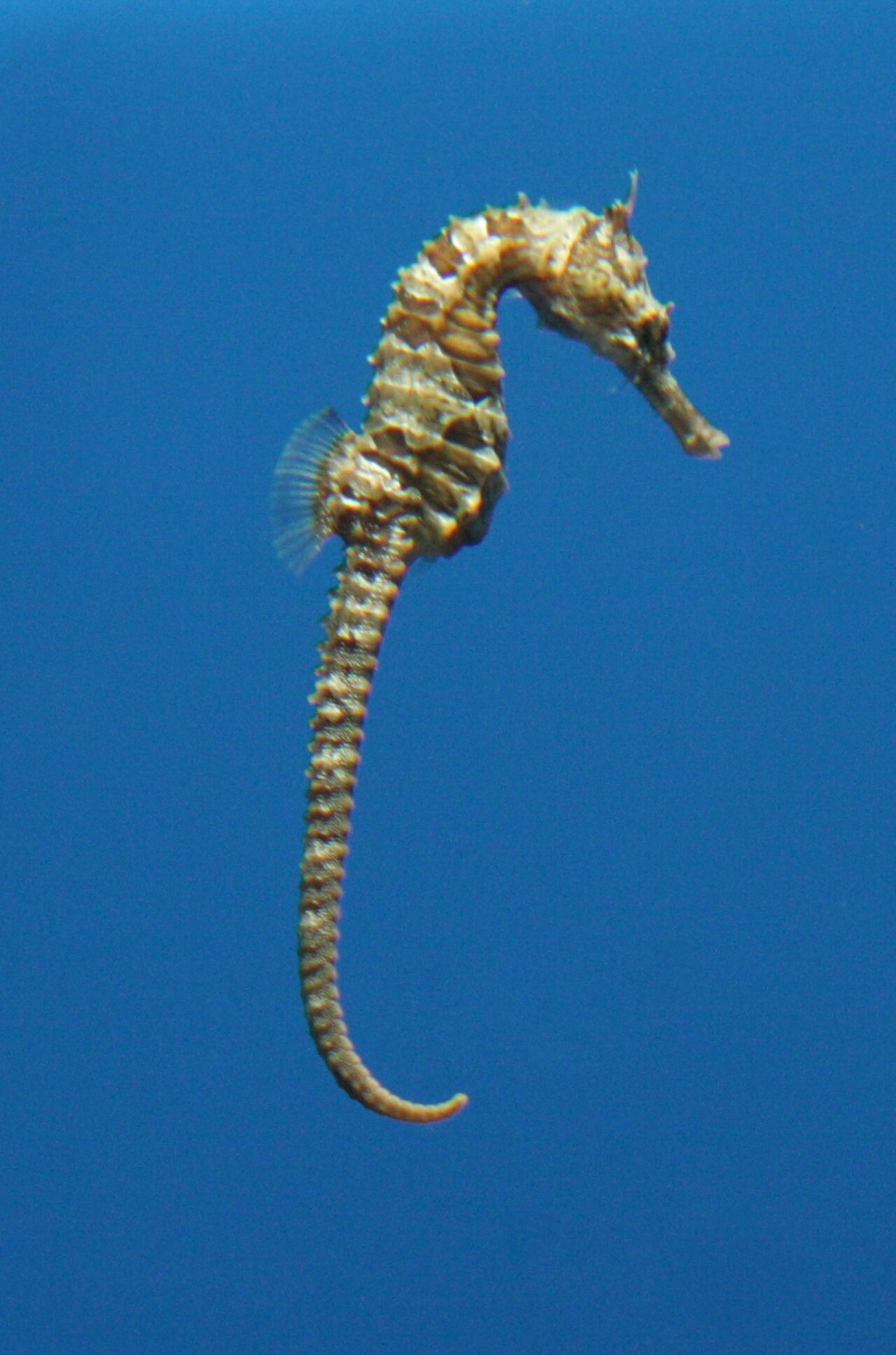 морской конек в черном море