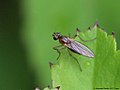 Lonchoptera lutea Panzer 1809