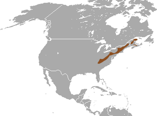 Long-tailed shrew species of mammal