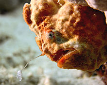 Рыбка-лягушка (Antennarius multiocellatus) twitching lure.jpg