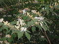 Lonicera maackii