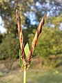 Legume fruits