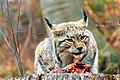 Luchs im Schaugehege des Nationalparks Harz