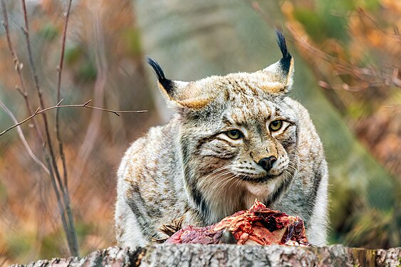 Eurasischer Luchs (Lynx lynx) im Schaugehege im Nationalpark Harz