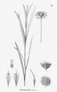 <i>Lulia</i> Genus of flowering plants