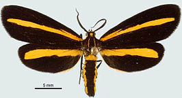 Josia annulata