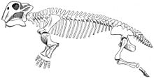 Vista del cuerpo completo del esqueleto de un animal de cuatro patas.