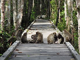 Macaca Fascicularis Tanjung Puting National Park