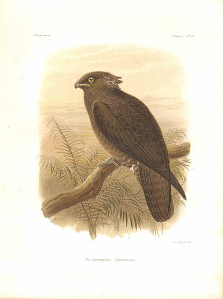 File:Macheiramphus alcinus anderssoni lithograph.jpg