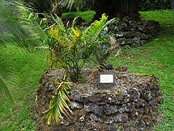 Macrozamia lucida.jpg