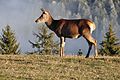 English: Female cervus elaphus Deutsch: Rothirsch-Kuh