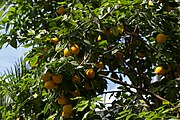 English: An orange tree in the palm house of Mainau. Deutsch: Ein Organgenbaum im Palmenhaus von Mainau.