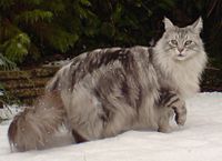 Maine Coon silver tabby