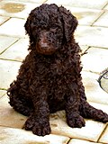 Brown Standard Poodle at five weeks