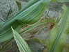 Maize of magnesium deficiency, symptoms on leaves.jpg