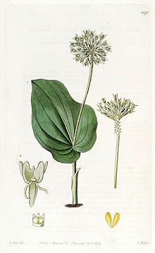 Malaxis unifolia (Microstylis ophioglossoides kabi) - Edvards vol 15 pl 1290 (1829) .jpg