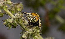 Female Male Blue Banded Bee Amegilla 02.jpg