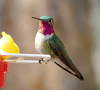 <span class="mw-page-title-main">Broad-tailed hummingbird</span> Species of bird