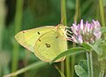 Male nectaring on red clover