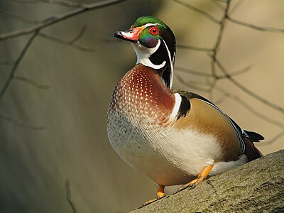 Male Wood Duck (Aix sponsa) at Parc du Rouge-Cloître, Brussels. Photograph taken by digiscoping with Swarovski ATM 80 HD 30 X, Nikon 1V1 + 10-30 mm lens (Adapter DCB)