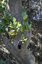 Mangrove trunk and shoots, Paihia, New Zealand