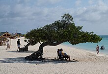 Eagle Beach in Aruba Mangrove tree (Conocarpus erectus) at Eagle Beach, Aruba 2019.jpg