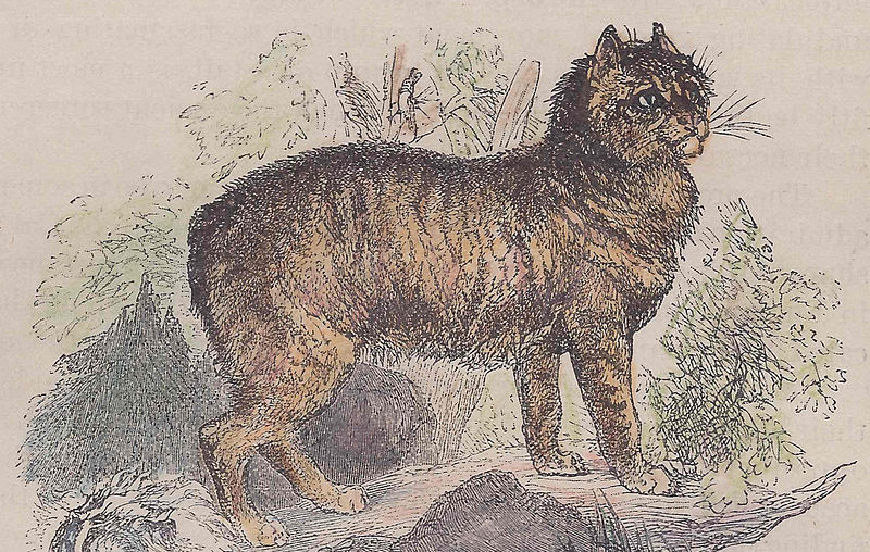 File:Manx cat (stylized) 1885.jpg