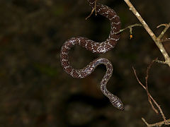 Description de l'image Marbled Tree Snake (Dipsadoboa aulica) (13946416744).jpg.