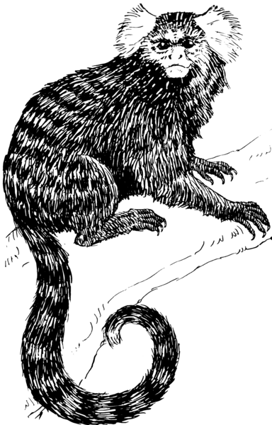 File:Marmoset (PSF).png