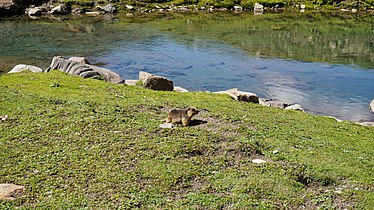 Golden Marmot in Kashmir