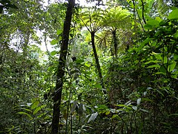 Ejemplo de selva, jungla o bosque lluvioso tropical