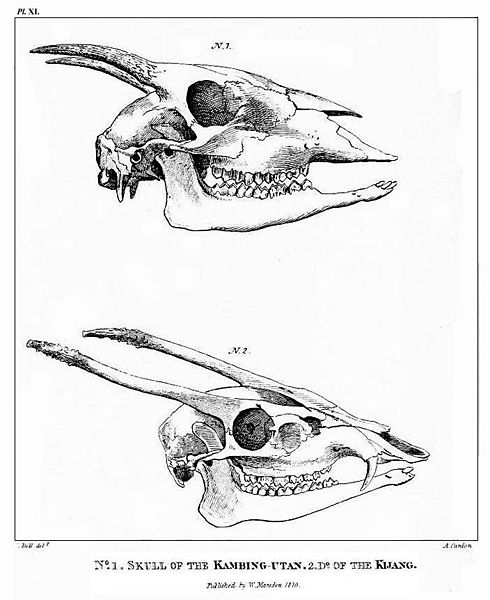 File:Marsden Pl. XI - Skull of the Kambing Utan and of the Kijang.jpg