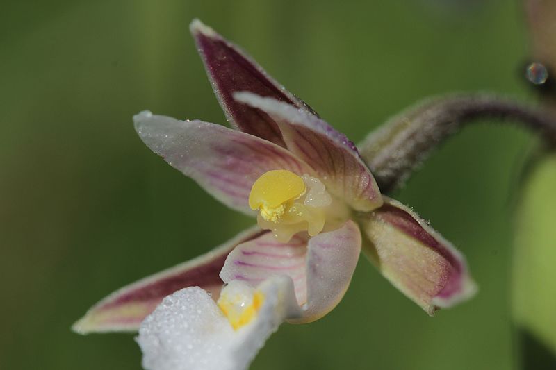 File:Marsh Helleborine - Epipactis palustris (18984382729).jpg