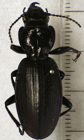 <i>Mecodema allani</i> Species of beetle