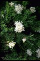 Melaleuca alternifolia