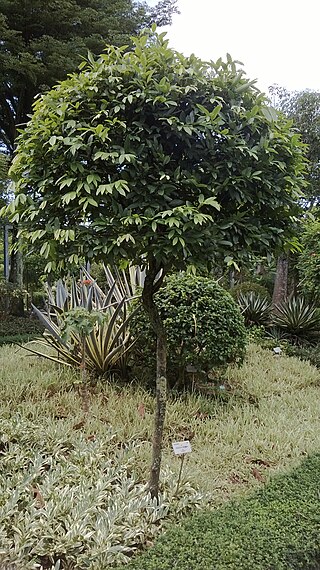 <i>Melodorum fruticosum</i> Species of tree