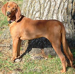 Memphis the Redbone Coonhound (7 Nov 2004).jpg