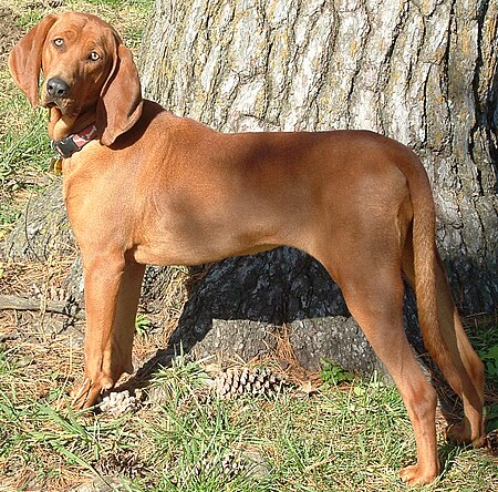 Redbone_coonhound