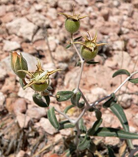 <i>Mentzelia polita</i> species of plant