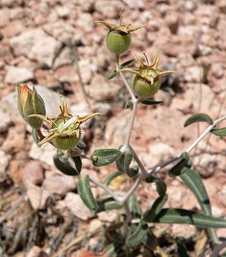 <i>Mentzelia polita</i> Species of flowering plant