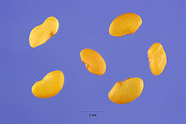 Medicago polymorpha seeds