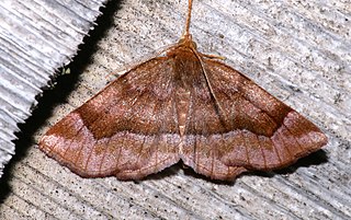 <i>Metarranthis refractaria</i> Species of moth