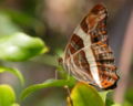 Adelpha fessonia Mexican sister, underside