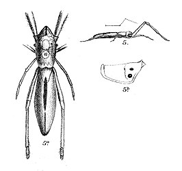 Miagrammopes gulliveri