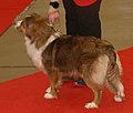 Miniature American Shepherd, red tricolor