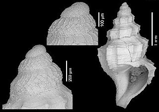 <i>Mioawateria hondelattensis</i> Extinct species of gastropod