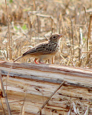 Redwing Leller, Mangalore