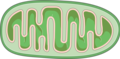 Mitochondria